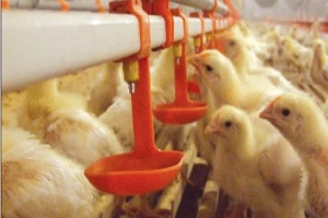 drinking water for our animals